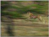 Wildlife Vidcaps 1 - Day 1 of 2 - File 11 of 34 - mm Cheetah 06.jpg 48Kb (1/1)