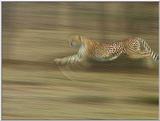 Wildlife Vidcaps 1 - Day 1 of 2 - File 14 of 34 - mm Cheetah 09.jpg 48Kb (1/1)