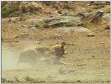 Wildlife Vidcaps 1 - Day 1 of 2 - File 15 of 34 - mm Cheetah 10.jpg 54Kb (1/1)