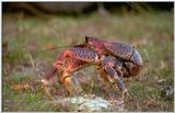 Wildlife Vidcaps 1 - Day 1 of 2 - File 18 of 34 - mm Crab.jpg 43Kb (1/1)