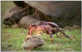 Wildlife Vidcaps 1 - Day 1 of 2 - File 19 of 34 - mm Crab & Giant Tortoise.jpg 40Kb (1/1)