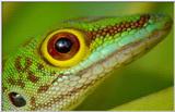 Wildlife Vidcaps 1 - Day 1 of 2 - File 20 of 34 - mm Gecko 01.jpg 41Kb (1/1)