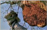 Wildlife Vidcaps 02 File 15 of 62 - mm Giant Honey Bee Hive 01.jpg 67Kb (1/1)
