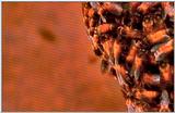 Wildlife Vidcaps 02 File 20 of 62 - mm Giant Honey Bee Hive 06.jpg 44Kb (1/1)