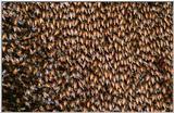 Wildlife Vidcaps 02 File 22 of 62 - mm Giant Honey Bee Hive 08.jpg 81Kb (1/1)