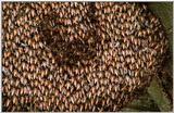 Wildlife Vidcaps 02 File 24 of 62 - mm Giant Honey Bee Hive 10.jpg 79Kb (1/1)
