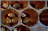 Wildlife Vidcaps 02 File 26 of 62 - mm Giant Honey Bee Hive 12.jpg 39Kb (1/1)