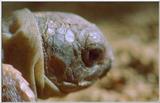Wildlife Vidcaps 1 - Day 1 of 2 - File 25 of 34 - mm Giant Tortoises 02.jpg 38Kb (1/1)