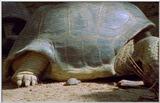 Wildlife Vidcaps 1 - Day 1 of 2 - File 27 of 34 - mm Giant Tortoises 04.jpg 43Kb (1/1)