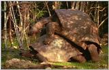 Wildlife Vidcaps 1 - Day 1 of 2 - File 28 of 34 - mm Giant Tortoises 05.jpg 54Kb (1/1)