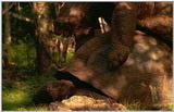 Wildlife Vidcaps 1 - Day 1 of 2 - File 29 of 34 - mm Giant Tortoises 06.jpg 45Kb (1/1)