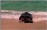 Wildlife Vidcaps 1 - Day 1 of 2 - File 31 of 34 - mm Giant Tortoises 08.jpg 33Kb (1/1)
