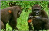 Wildlife Vidcaps 02 File 40 of 62 - mm Gorillas 13.jpg 48Kb (1/1)