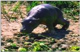 Wildlife Vidcaps 03 - File 15 of 59 - mm Hippos 06.jpg 64Kb (1/1)