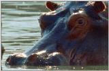 Wildlife Vidcaps 03 - File 17 of 59 - mm Hippos 08.jpg 44Kb (1/1)