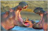 Wildlife Vidcaps 03 - File 31 of 59 - mm Hippos 22.jpg 43Kb (1/1)