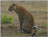 Wildlife Vidcaps 1 - Day 2 of 2 - File 02 of 26 - mm Leopard.jpg 61Kb (1/1)