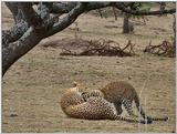 Wildlife Vidcaps 03 - File 39 of 59 - mm Leopards Playing 01.jpg 76Kb (1/1)