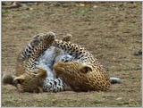 Wildlife Vidcaps 03 - File 40 of 59 - mm Leopards Playing 02.jpg 73Kb (1/1)