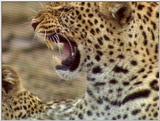 Wildlife Vidcaps 03 - File 42 of 59 - mm Leopards Playing 04.jpg 60Kb (1/1)