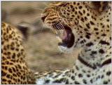 Wildlife Vidcaps 03 - File 43 of 59 - mm Leopards Playing 05.jpg 58Kb (1/1)