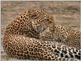 Wildlife Vidcaps 03 - File 44 of 59 - mm Leopards Playing 06.jpg 79Kb (1/1)