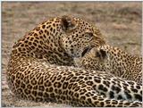 Wildlife Vidcaps 03 - File 45 of 59 - mm Leopards Playing 07.jpg 79Kb (1/1)