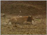 Wildlife Vidcaps 1 - Day 2 of 2 - File 05 of 26 - mm Lions 03.jpg 48Kb (1/1)