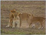 Wildlife Vidcaps 1 - Day 2 of 2 - File 10 of 26 - mm Lions 08.jpg 57Kb (1/1)