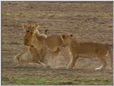 Wildlife Vidcaps 1 - Day 2 of 2 - File 11 of 26 - mm Lions 09.jpg 57Kb (1/1)