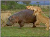 Wildlife Vidcaps 1 - Day 2 of 2 - File 13 of 26 - mm Lions Attacking Hippo 01.jpg 48Kb (1/1)