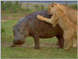 Wildlife Vidcaps 1 - Day 2 of 2 - File 14 of 26 - mm Lions Attacking Hippo 02.jpg 47Kb (1/1)