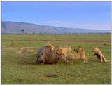 Wildlife Vidcaps 1 - Day 2 of 2 - File 17 of 26 - mm Lions Attacking Hippo 05.jpg 51Kb (1/1)