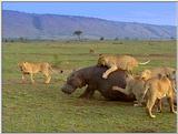 Wildlife Vidcaps 1 - Day 2 of 2 - File 18 of 26 - mm Lions Attacking Hippo 06.jpg 55Kb (1/1)