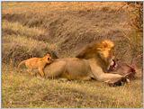 Wildlife Vidcaps 03 - File 46 of 59 - mm Lions Feeding 02.jpg 85Kb (1/1)