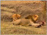 Wildlife Vidcaps 03 - File 47 of 59 - mm Lions Feeding 03.jpg 85Kb (1/1)