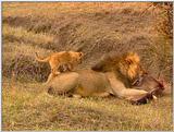 Wildlife Vidcaps 03 - File 48 of 59 - mm Lions Feeding 04.jpg 84Kb (1/1)