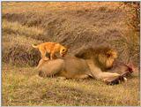 Wildlife Vidcaps 03 - File 49 of 59 - mm Lions Feeding 05.jpg 85Kb (1/1)