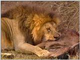 Wildlife Vidcaps 03 - File 50 of 59 - mm Lions Feeding 06.jpg 60Kb (1/1)