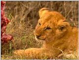 Wildlife Vidcaps 03 - File 51 of 59 - mm Lions Feeding 07.jpg 69Kb (1/1)