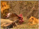 Wildlife Vidcaps 03 - File 52 of 59 - mm Lions Feeding 08.jpg 87Kb (1/1)