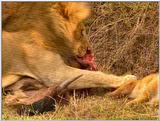 Wildlife Vidcaps 03 - File 53 of 59 - mm Lions Feeding 09.jpg 83Kb (1/1)