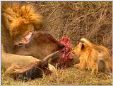 Wildlife Vidcaps 03 - File 54 of 59 - mm Lions Feeding 10.jpg 87Kb (1/1)