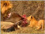 Wildlife Vidcaps 03 - File 56 of 59 - mm Lions Feeding 12.jpg 86Kb (1/1)