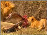 Wildlife Vidcaps 03 - File 57 of 59 - mm Lions Feeding 13.jpg 86Kb (1/1)