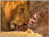 Wildlife Vidcaps 03 - File 58 of 59 - mm Lions Feeding 14.jpg 65Kb (1/1)