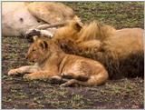 Wildlife Vidcaps 03 - File 59 of 59 - mm Lions Feeding 15.jpg 71Kb (1/1)