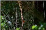 Wildlife Vidcaps 02 File 56 of 62 - mm Spider's Web & Giant Honey Bees 03.jpg 54Kb (1/1)