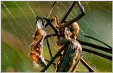 Wildlife Vidcaps 02 File 57 of 62 - mm Spider's Web & Giant Honey Bees 04.jpg 47Kb (1/1)