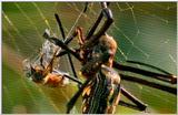 Wildlife Vidcaps 02 File 59 of 62 - mm Spider's Web & Giant Honey Bees 06.jpg 46Kb (1/1)